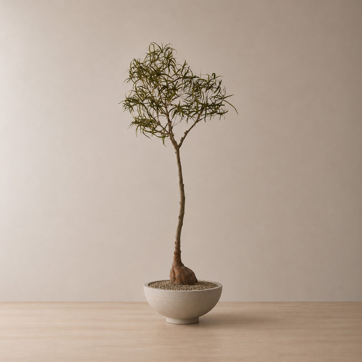200cm Artificial Queensland Bottle Tree