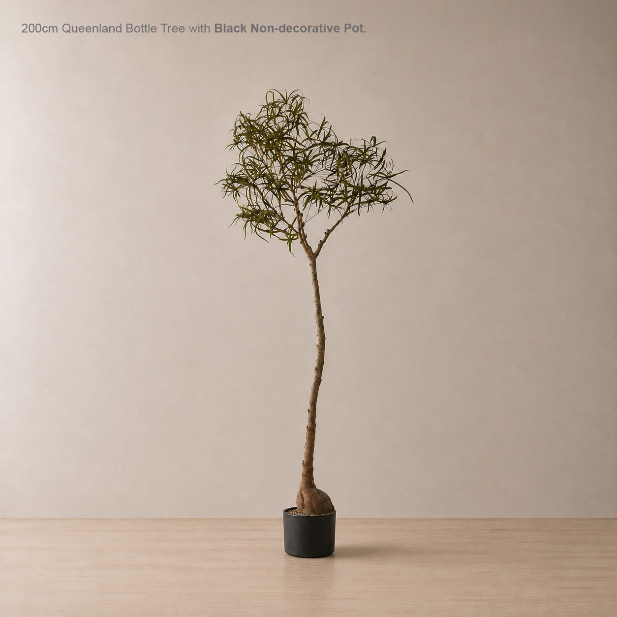 200cm Artificial Queensland Bottle Tree