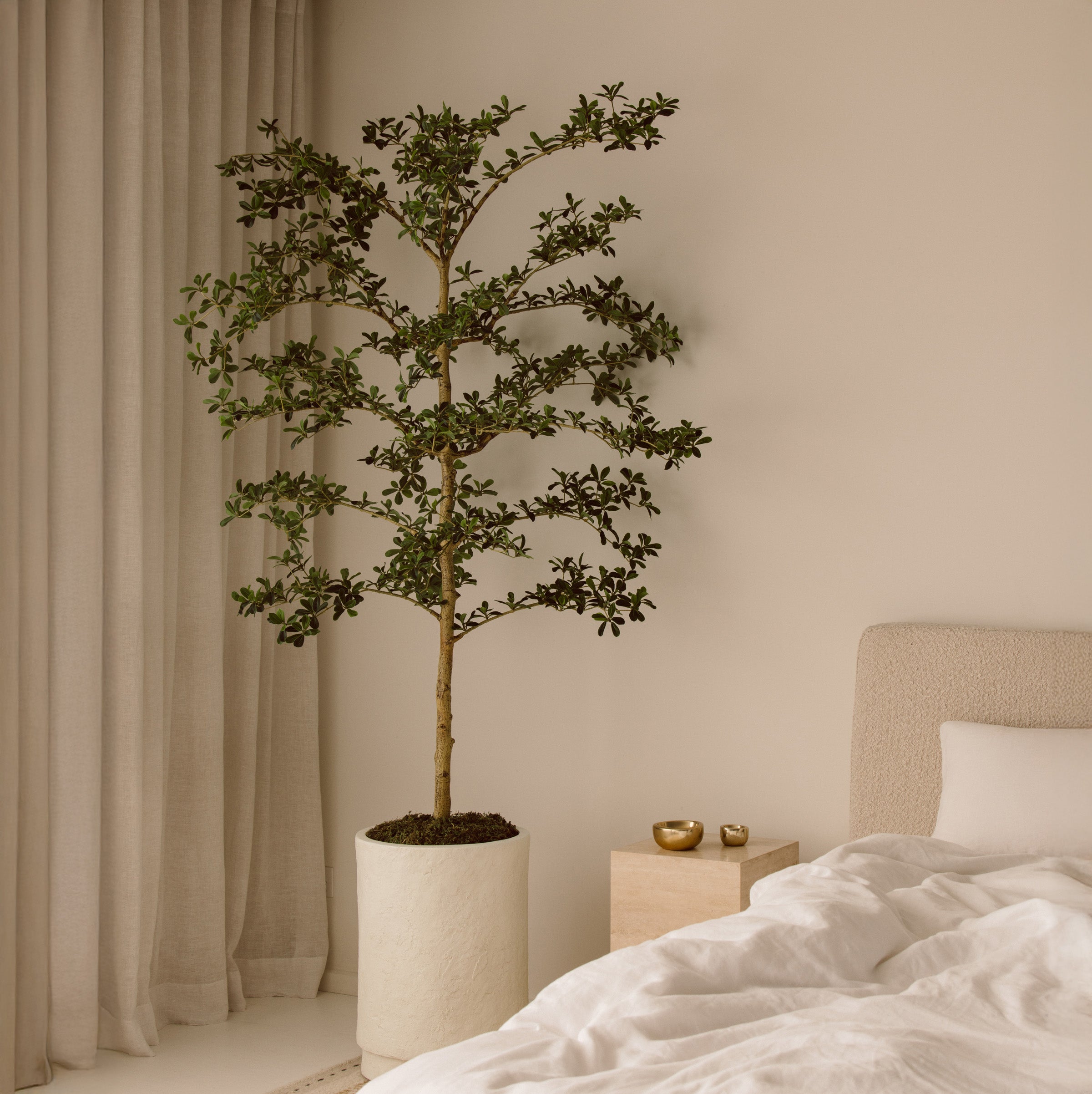 210cm Artificial Shady Lady Olive Tree