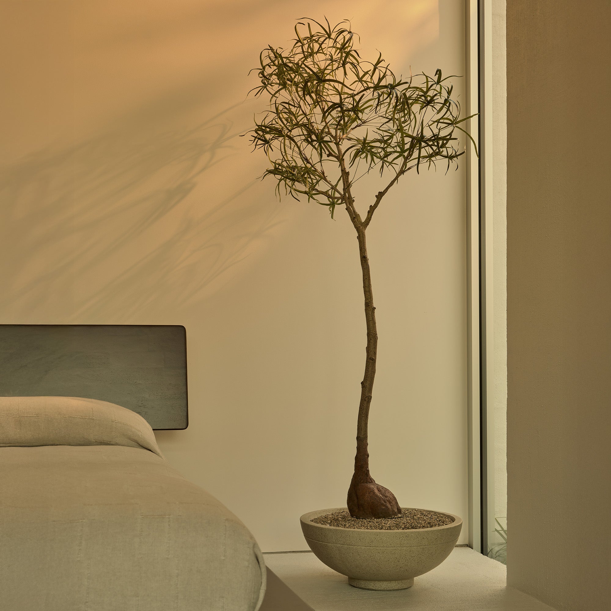 200cm Artificial Queensland Bottle Tree