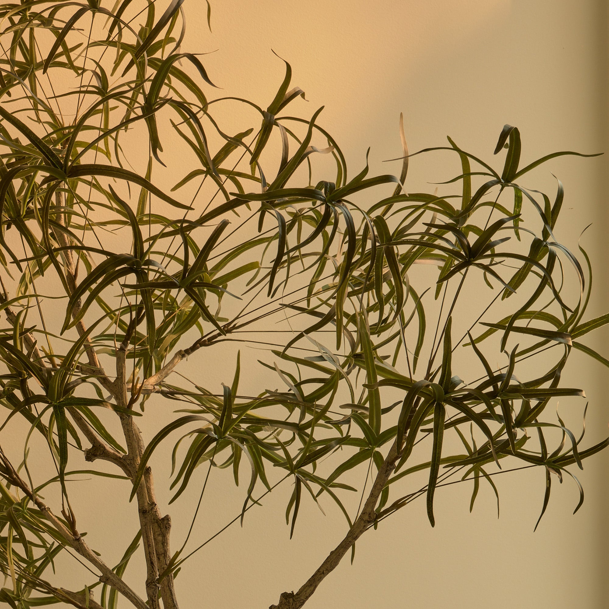 200cm Artificial Queensland Bottle Tree
